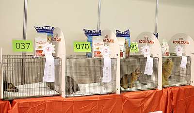 �������� ����� 18-19 ������� 2014 WCF-����� 169A3081 copy.jpg